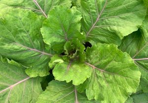 Japanese Flowering Kale Organic - Dubai