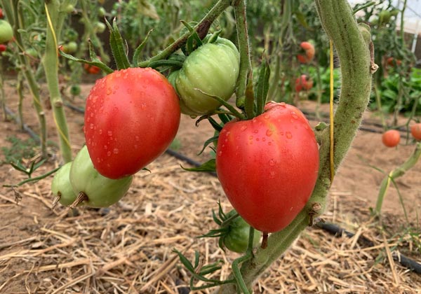 Oxheart Tomatoes Organic - Dubai