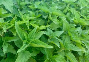 Stinging nettle