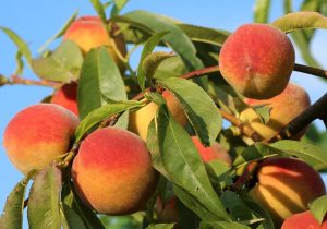 new organic peaches